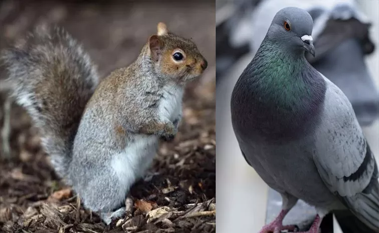 Squirrels to Control Population in Europe and America