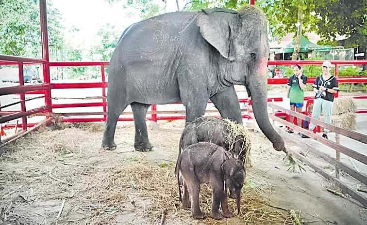 Rare twin elephants delivered in dramatic birth in Thailand