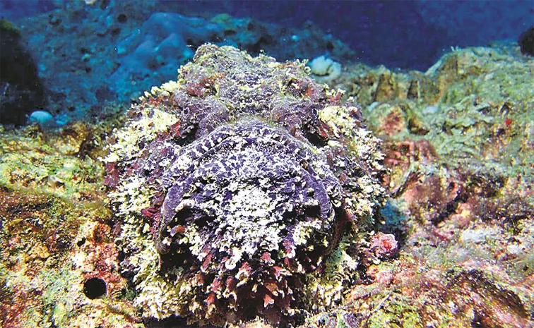 Stonefish Is The Most Poisonous Fish Among All Fish