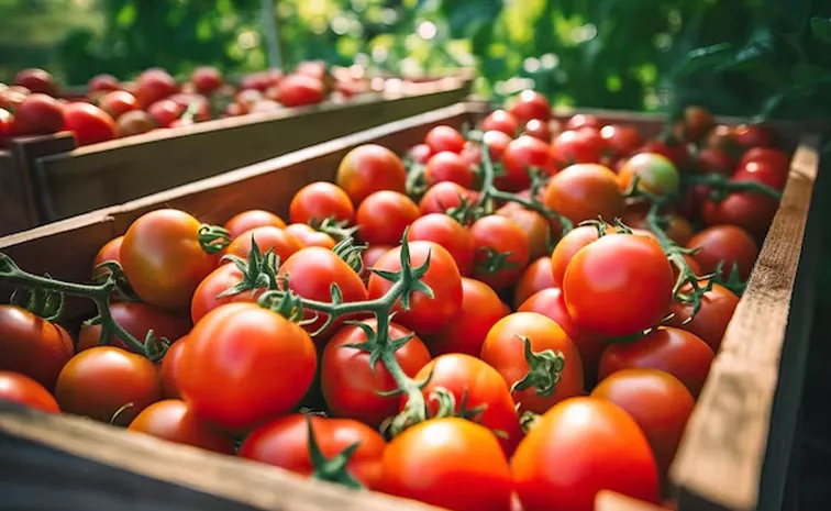 Tomato Price Hike in Southern States