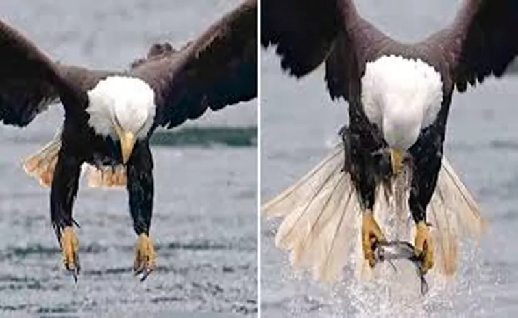 Incredible close-up video of eagle catching fish is viral