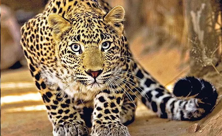 Woman Dies On Leopard Attack On Kurnool