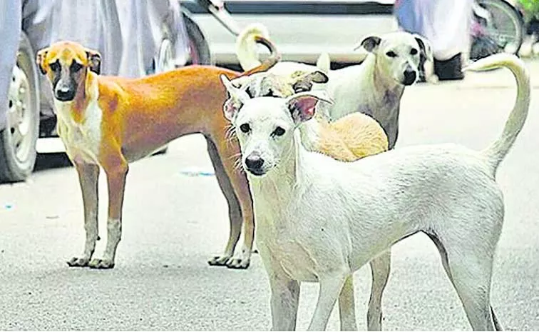 6 Year Old Boy Mauled To Death By Street Dogs In Telangana