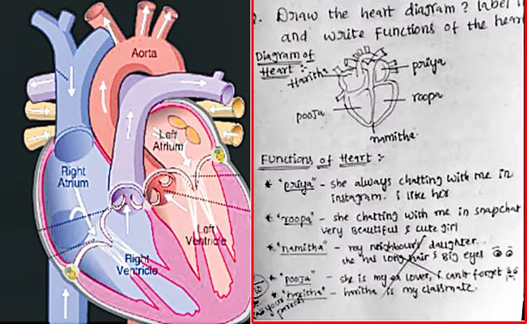 Function of the Heart: Students heart diagram in exam is getting viral