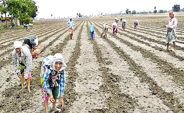 Farmer engaged in agricultural work in Telangana