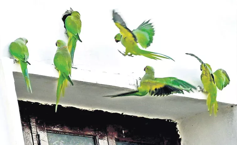 Parrots Gathered With AC Coolness