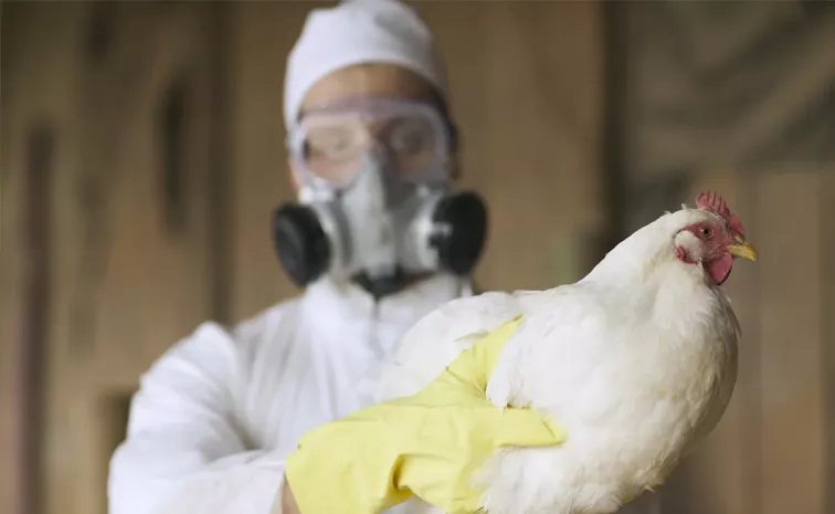First Human Case Of H5n2 Bird Flu Died From Multiple Factors Says Who