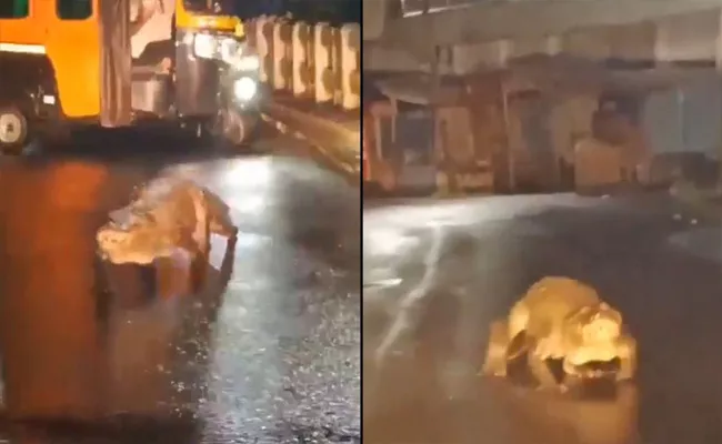 Crocodile Seen Strolling On Maharashtra Road After Heavy Rains