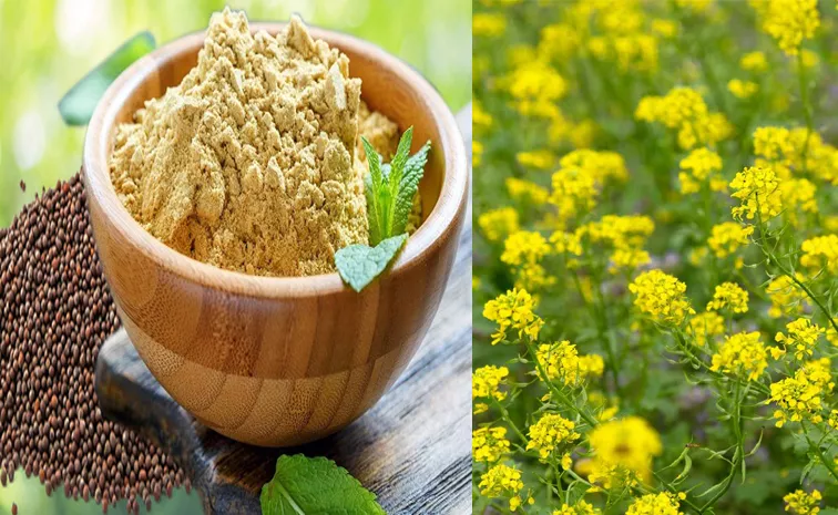 Mustard benefits cholesterol and blood sugar levels go down
