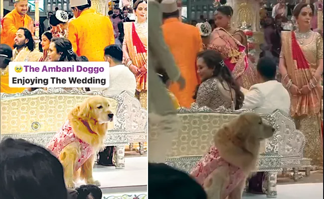Awesome Moment At The Ambani Wedding! Pet Dog 