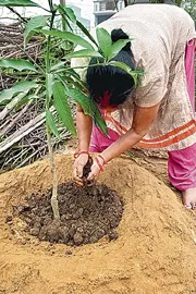 Chhattisgarh's Gariaband Women Makes World Record For Massive Plantation