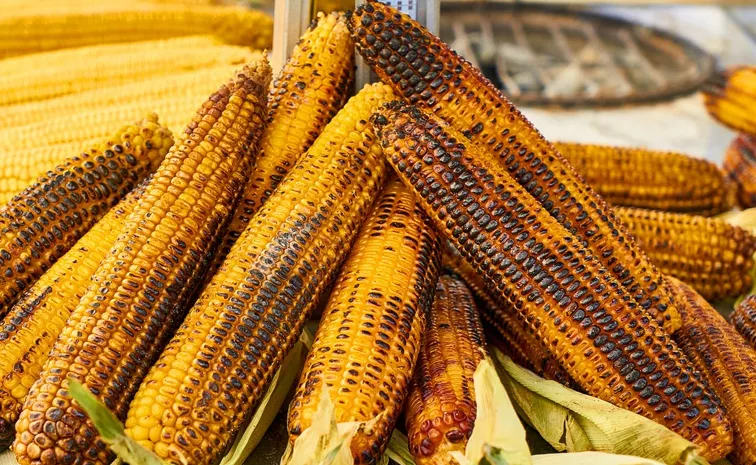 Nutrition and Health Benefits  corn in this monsoon season