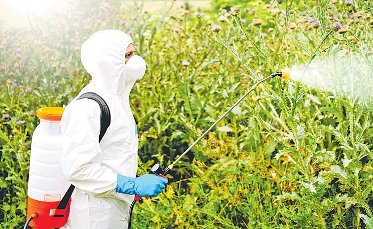 Sakshi Guest Column On Pesticides