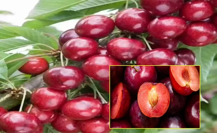 Health Benefits Of Aloo Bukhara Fruit