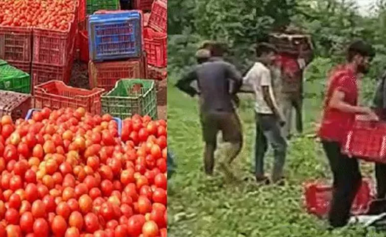 Truck Full of Tomatoes Overturned Loot