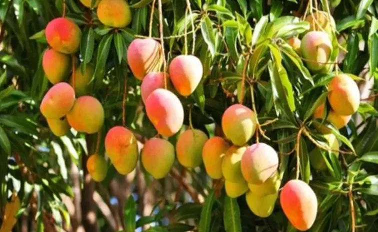 Mukesh Ambani World Largest Mango Exporter
