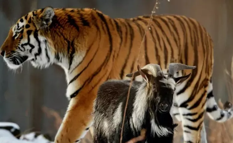 Siberian tiger becomes unlikely friends with a goat it was given to eat