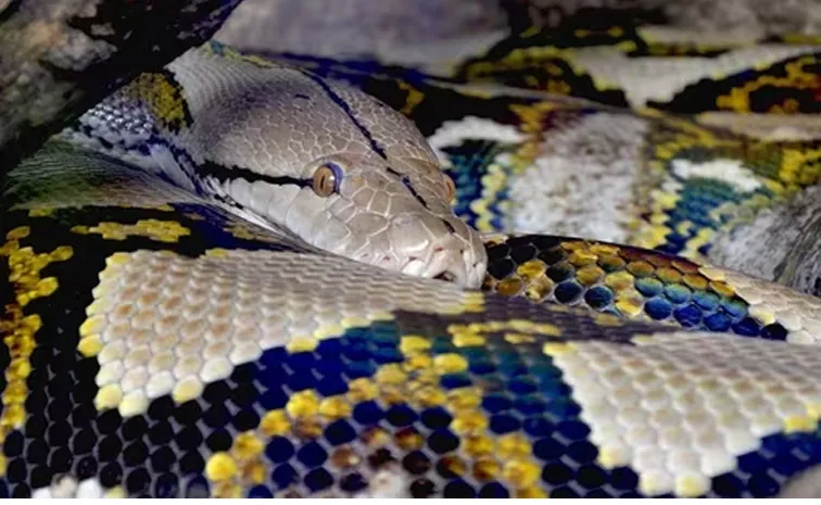 Python Try To Swallow 30-Year-Old Woman In Indonesia