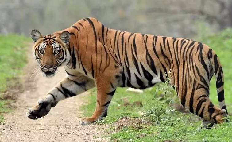 315 people have died in tiger attacks in country in last five years
