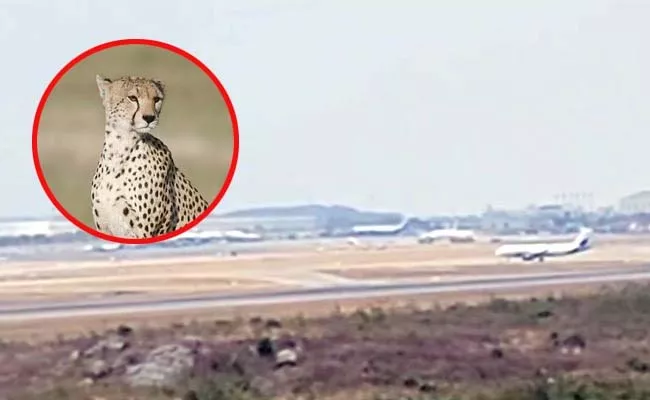 Cheetah Entered Into Shamshabad Airport