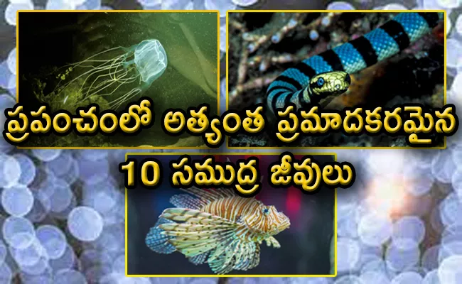 Top 10 10 Most Dangerous Sea Creatures - Sakshi