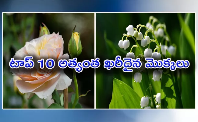 Top 10 Most Expensive Plants - Sakshi
