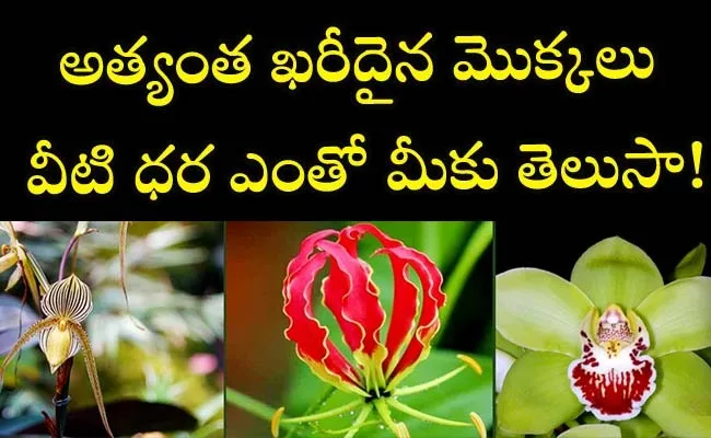 Do You Know Most Expensive Plants  - Sakshi