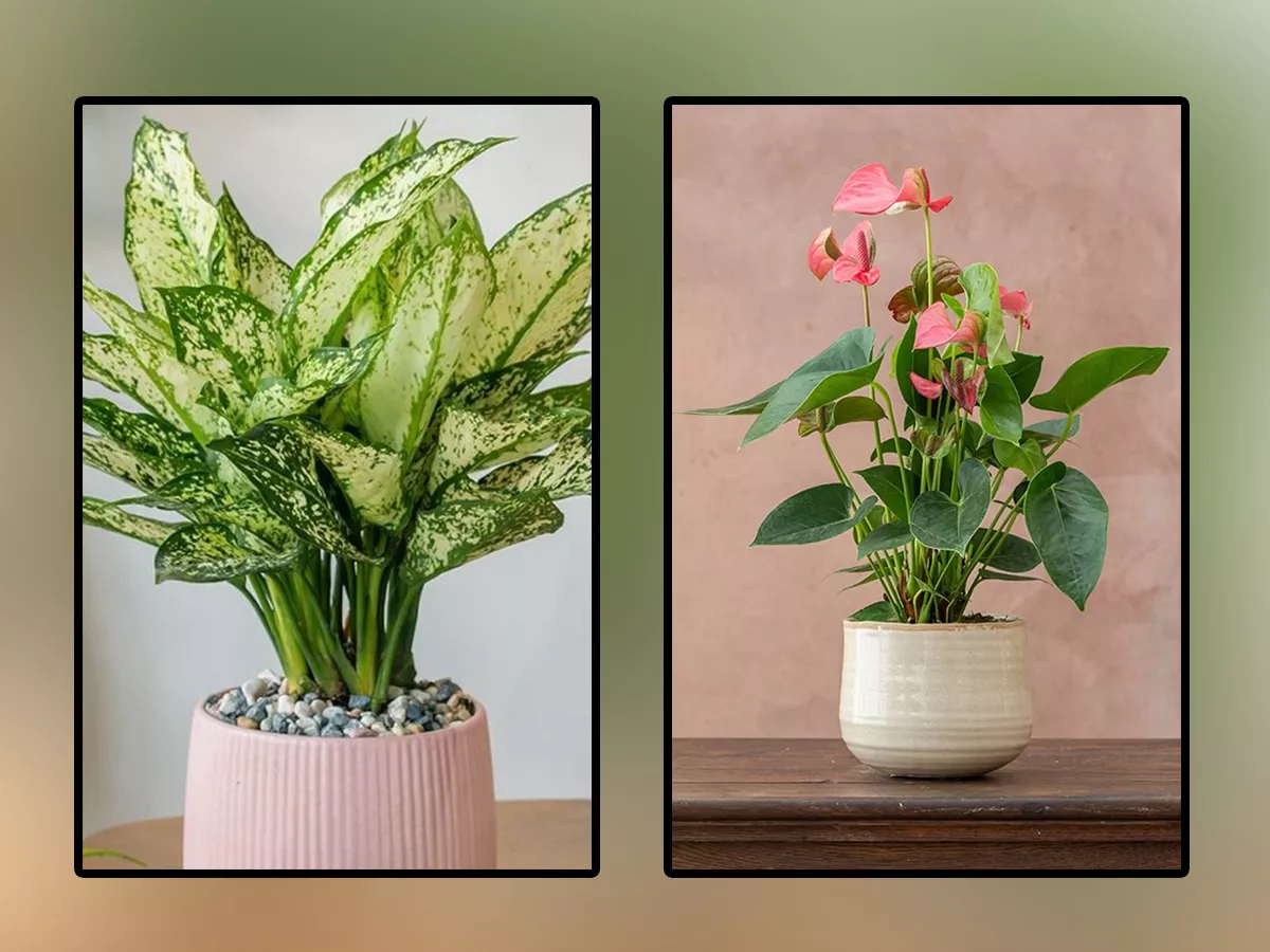 Have You Seen These Plants That Naturally Purify Indoor Air