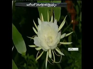 flowers once a year brahma kamalam - Sakshi