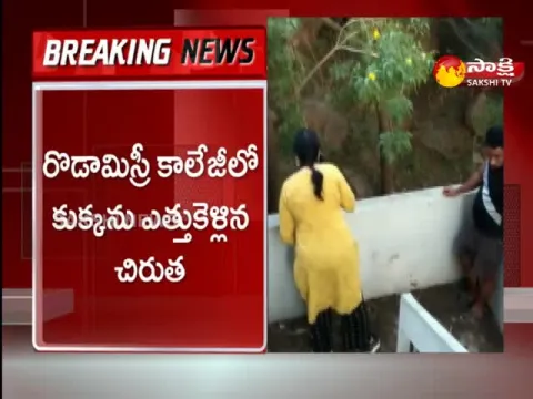 Cheetah Hulchul At Gachibowli IT Corridor