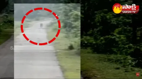 Tiger Hulchul In Komaram Bheem District