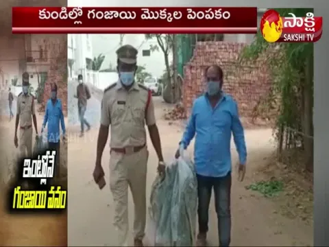 hyderabad police seized ganja