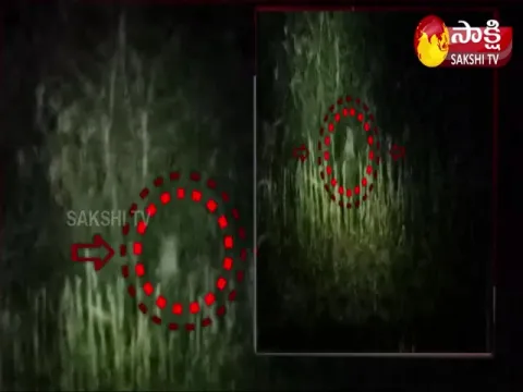 Leopards Hulchul In Nirmal District