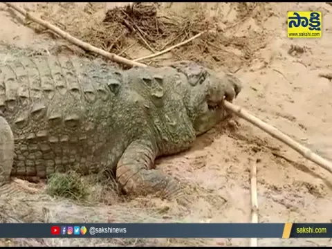 10 Year Old boy Swallowed by Crocodile While Bathing in MP Chambal River
