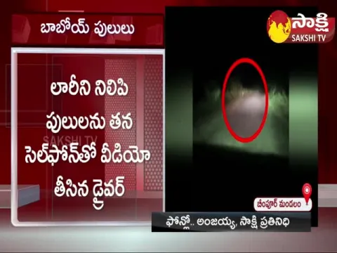 Lorry Driver Saw Four Tigers On Road