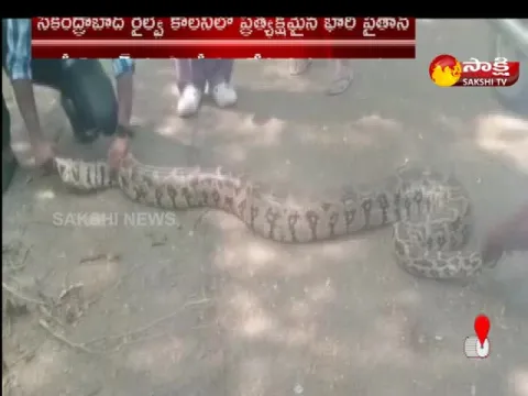 Huge Python Hulchul In Secunderabad
