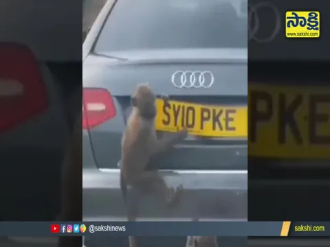Viral Video: Monkeys Hulchul On Car