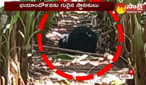 Bear Hulchul In Anantapur District
