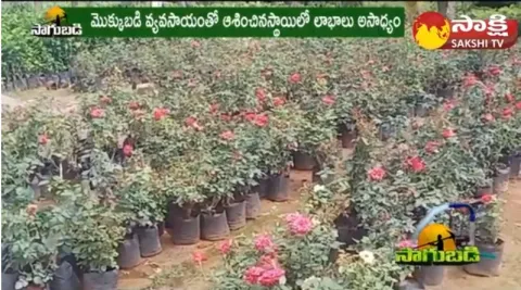 Huge Income Gain for Growing Garden Plants in Panyam