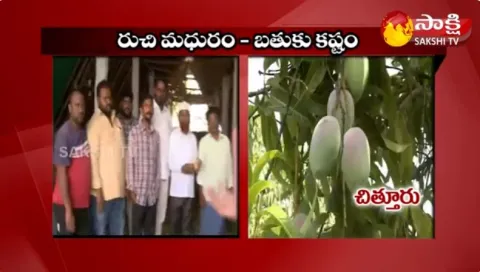 Chittoor Mango Farmers Facing Problems With Low Price