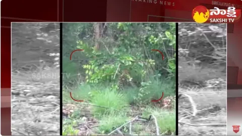 Cheetah Wandering In a Village In Chittoor District