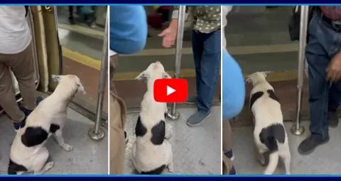 Viral Video Shows Dog Travelling In Mumbai Local Train
