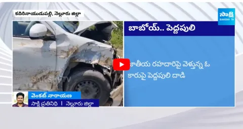 Big Tiger Hulchul In Nellore District People In Panic