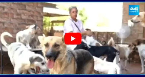 Woman Saving Thousand Dogs In Pathankot