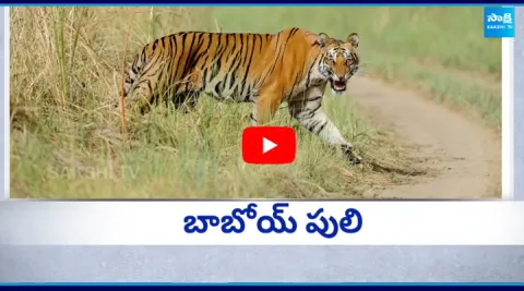 Tiger Hulchul in Srikakulam District