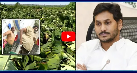 YS Jagan To Visit Damaged Banana Crop 1