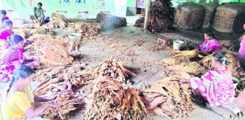 వర్జీ