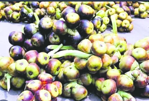 ఔషధ గ