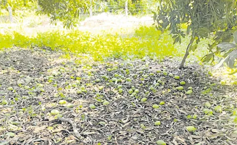 Unseasonal rains damage standing crops and mango orchards in Andhra pradesh