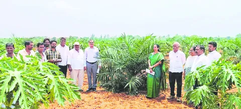 ఆయిల్‌పామ్‌తో అధిక లాభాలు